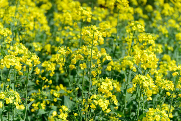 Bright Yellow Canola Flowers Blooming in Spring Field