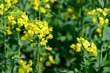 Fototapeta premium Bright Yellow Canola Flowers Blooming in Spring Field