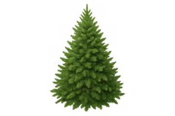 Green christmas tree or evergreen pine standing, ready for holiday season decoration, transparent background