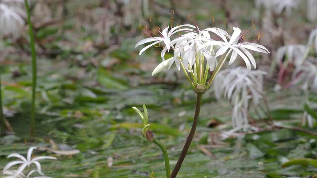 Crinum thaianum, the queen of aquatic plants, is a beautiful and rare aquatic plant found in Ranong and Phang Nga provinces.