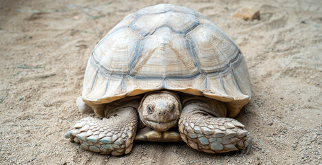 Close-up of a tortoise resting on sandy ground, showcasing its textured shell.