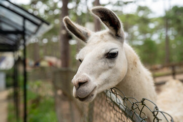 Fototapeta premium Close-up of a white llama at a farm, showcasing its curious expression and soft fur.