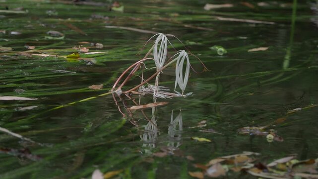 Crinum thaianum, the queen of aquatic plants, is a beautiful and rare aquatic plant found in Ranong and Phang Nga provinces.