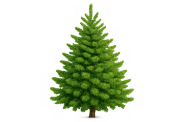 Green christmas tree on transparent background. Celebrating winter holidays and festive season with evergreen conifers