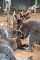 Two eastern grey kangaroos resting in a natural setting, showcasing a calm and peaceful mood.
