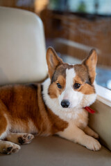 Adorable Corgi relaxing on a beige chair indoors, showcasing its fluffy coat and playful demeanor.