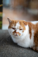 A grumpy orange and white cat lounging on a carpet.