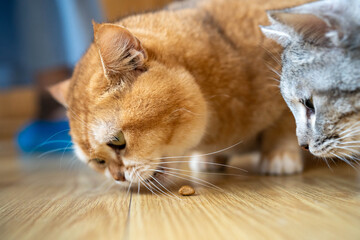 Two cats enjoying their meal on a wooden floor in a cozy indoor setting.
