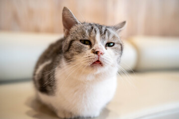 A close-up of a playful gray and white cat with a curious expression.