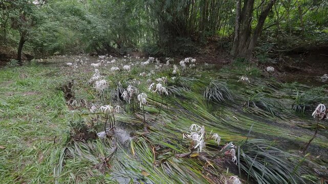 Crinum thaianum, the queen of aquatic plants, is a beautiful and rare aquatic plant found in Ranong and Phang Nga provinces.
