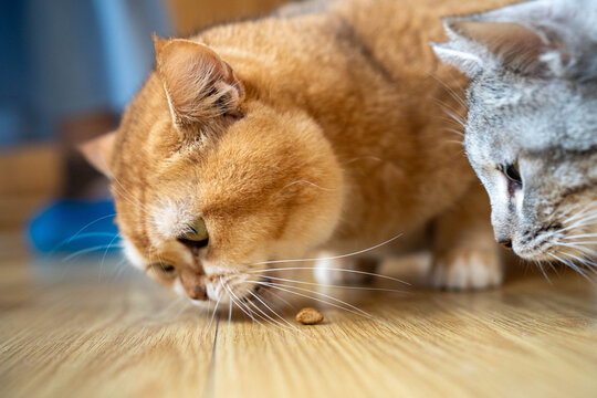 Two cats enjoying their meal on a wooden floor in a cozy indoor setting.
