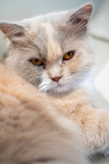 Close-up of a fluffy cream and gray cat with striking golden eyes.