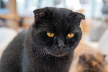 Close-up of a black Scottish Fold cat with striking orange eyes.