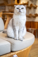 Fluffy white cat with grey markings resting proudly on a cozy seating area.