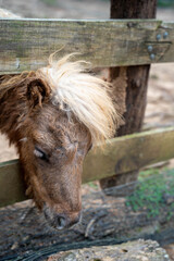 A close-up of a brown pony with a fluffy mane peeking over a wooden fence.