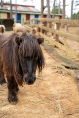 A close-up of a black pony with a shaggy mane in a rustic farm setting.