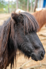 Close-up of a lovely black pony with a long mane in a rustic farm setting.