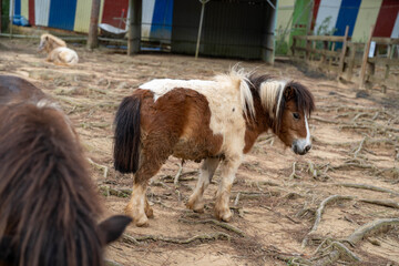Adorable brown and white miniature pony standing in the barnyard, surrounded by rustic scenery.