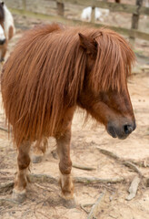 Adorable brown pony with long hair stands in a rustic farm setting.