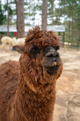 Fototapeta premium Charming brown alpaca with a fluffy coat in a serene farm setting.