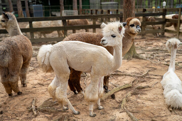 Fototapeta premium Two adorable alpacas play in a rustic farm setting, creating a serene atmosphere.