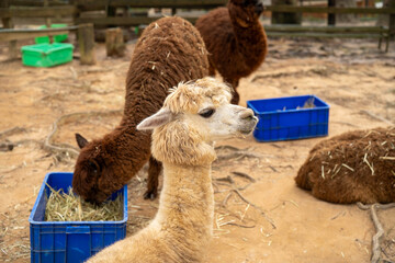 Fototapeta premium Alpacas in a cozy farm setting, enjoying hay from blue feeding bins.