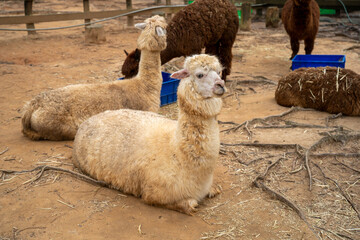 Fototapeta premium Group of fluffy alpacas resting peacefully on a farm.