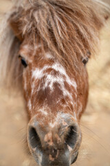 Curious brown pony with a fluffy mane looking directly at the camera.