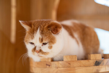 Relaxed ginger and white cat resting on a wooden perch, enjoying a sunny day.