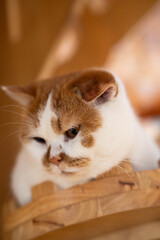 A calm ginger and white cat resting peacefully in a cozy wooden setting.