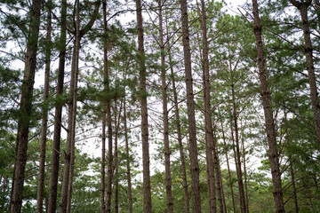 Lush green pine trees towering in a serene forest setting.