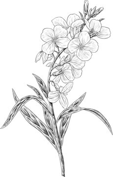 wallflower illustration