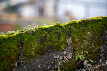 Lush green moss covers a stone wall, creating a serene and natural ambiance.