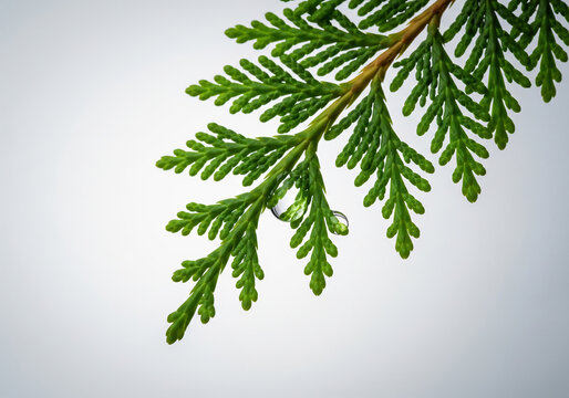 Close-up of a vibrant green cedar (Thuja) branch with a clear water drop clinging to the foliage, isolated against a bright, softly lit background.