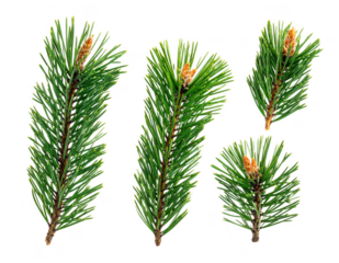 pine needles isolated on white background