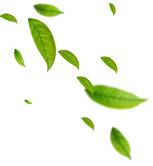 Realistic green tea leaves in motion