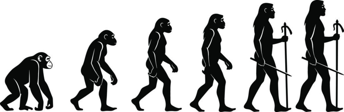 Silhouetted vector illustration showing the chronological stages of the evolution of man from ape to modern human walking upright with a staff