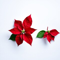 Two vibrant red poinsettia flowers with green centers resting on a clean minimalist on white background