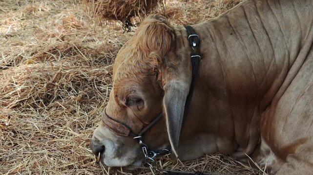 Zebu Nellore cow in a beef cattle farm 