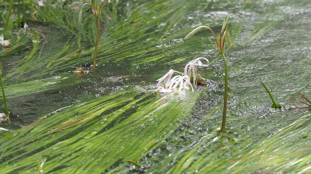 Crinum thaianum, the queen of aquatic plants, is a beautiful and rare aquatic plant found in Ranong and Phang Nga provinces.
