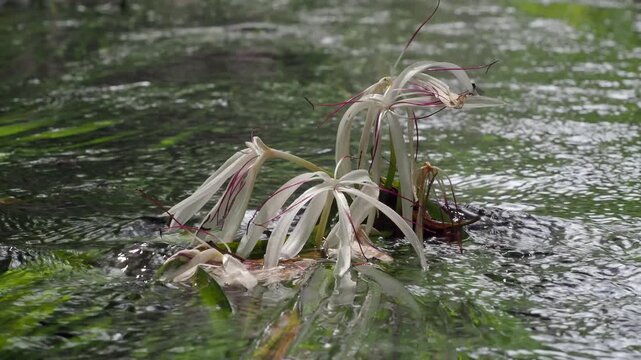 Crinum thaianum, the queen of aquatic plants, is a beautiful and rare aquatic plant found in Ranong and Phang Nga provinces.