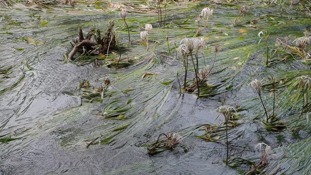 Crinum thaianum, the queen of aquatic plants, is a beautiful and rare aquatic plant found in Ranong and Phang Nga provinces.