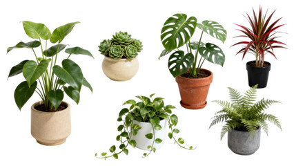Set of indoor green plants in decorative ceramic pots for modern interior design, isolated on white background, natural houseplants for bedroom and living room decor, minimalist botanical collection