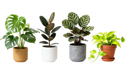 Set of indoor green plants in decorative ceramic pots for modern interior design, isolated on white background, natural houseplants for bedroom and living room decor, minimalist botanical collection