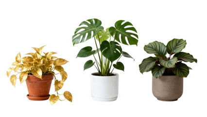 Set of indoor green plants in decorative ceramic pots for modern interior design, isolated on white background, natural houseplants for bedroom and living room decor, minimalist botanical collection