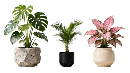 Set of indoor green plants in decorative ceramic pots for modern interior design, isolated on white background, natural houseplants for bedroom and living room decor, minimalist botanical collection