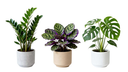 Set of indoor green plants in decorative ceramic pots for modern interior design, isolated on white background, natural houseplants for bedroom and living room decor, minimalist botanical collection