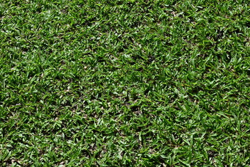 Green taipei grass nature background.