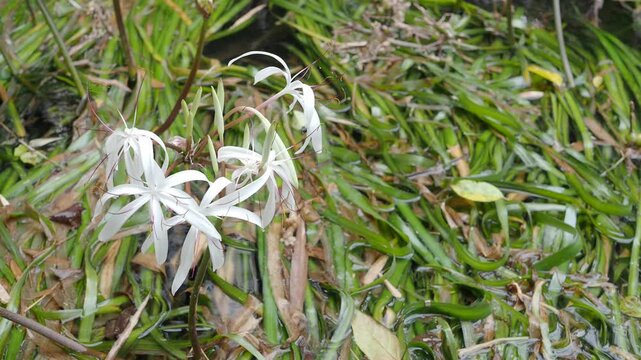 Crinum thaianum, the queen of aquatic plants, is a beautiful and rare aquatic plant found in Ranong and Phang Nga provinces.