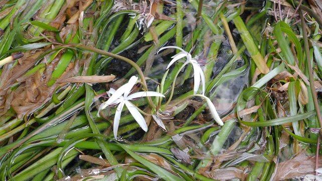 Crinum thaianum, the queen of aquatic plants, is a beautiful and rare aquatic plant found in Ranong and Phang Nga provinces.